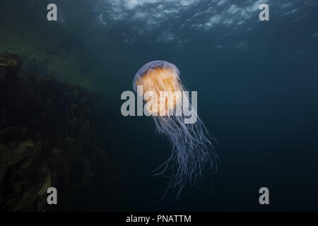 Méduse à crinière de lion (Cyanea capillata, Cyanea arctica) dans le bleu de l'eau près de reef Banque D'Images