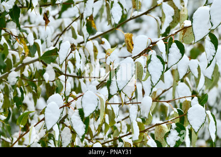 Un caractère horizontal image de la première chute de neige de septembre sur les feuilles colorées de couleur tournant sur un arbre à feuilles caduques dans les régions rurales de l'Alberta au Canada. Banque D'Images