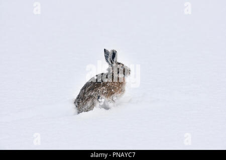 Un lièvre d'Amérique (Lepus americanus); changement de la couleur de sa fourrure dans la neige fraîche au début de l'automne dans les montagnes rocheuses de l'Alberta au Canada. Banque D'Images