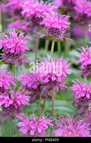 Close-up de la floraison de la Bergamote, monardes, horsemint, thé d'Oswego ou Monarda 'Violet Queen' Banque D'Images