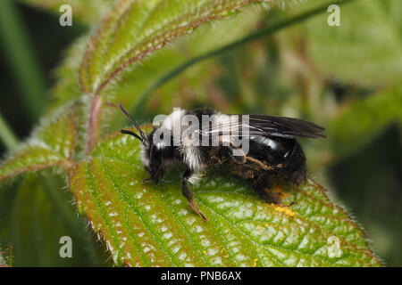 L'exploitation minière cendré (abeille Andrena cineraria) assis sur bramble feuille. Tipperary, Irlande Banque D'Images