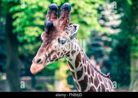 Girafe sauvage gracieux à la gauche, au parc zoologique Banque D'Images