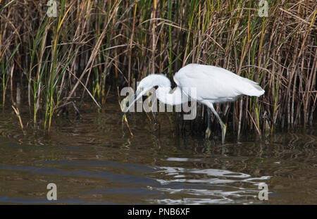 Aigrette garzette (Egretta garzetta) se nourrissent dans les marais côtiers Banque D'Images