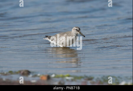 Bécasseau maubèche (Calidris canutus). La recherche de nourriture des oiseaux juvéniles. L'espèce est connue sous le nom de nœud rouge en Amérique du Nord Banque D'Images