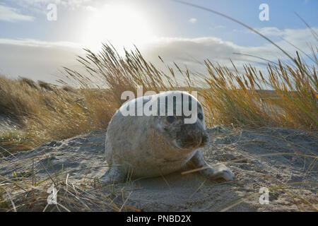 Phoque gris, Halichoerus grypus, Pup avec Sun, Helgoland, Dune, Mer du Nord, île, Schleswig-Holstein, Allemagne Banque D'Images