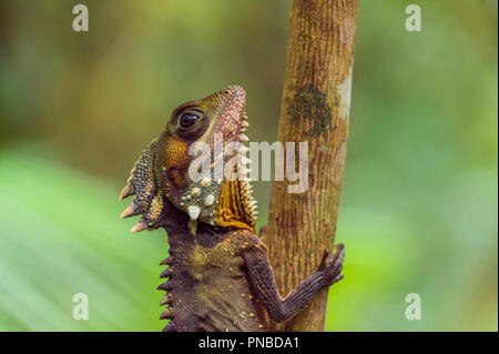 Boyd's Forest Dragon, Hypsilurus boydii, la forêt tropicale de Daintree, Cow Bay, Queensland, Australie Banque D'Images