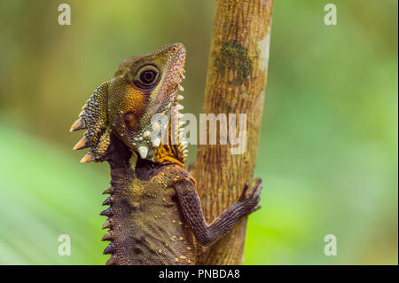 Boyd's Forest Dragon, Hypsilurus boydii, la forêt tropicale de Daintree, Cow Bay, Queensland, Australie Banque D'Images