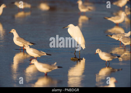 L'aigrette garzette, Egretta garzetta, et Mouette, Chroicocephalus ridibundus, des Saintes-Maries-de-la-Mer, Parc naturel régional de Camargue, Langue Banque D'Images