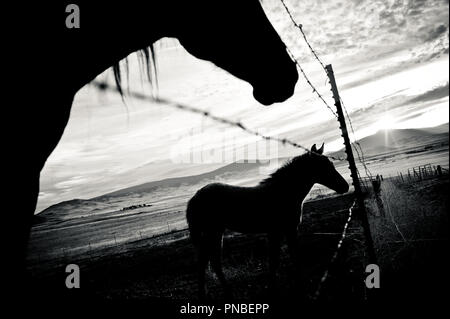 Silhouette de cheval Banque D'Images