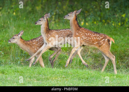 Red Deer (Cervus elaphus, trois Fawn tournant à la lisière de la forêt Banque D'Images