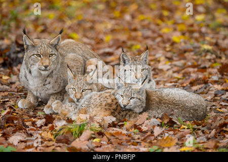 Le Lynx d'Eurasie, Lynx lynx, Femme avec trois chatons, Germany, Europe Banque D'Images