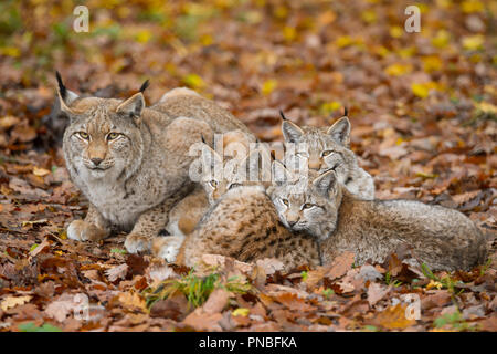 Le Lynx d'Eurasie, Lynx lynx, Femme avec trois chatons, Germany, Europe Banque D'Images