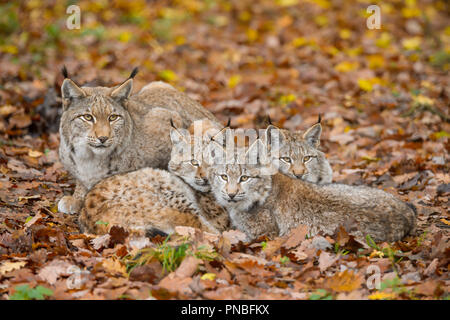 Le Lynx d'Eurasie, Lynx lynx, Femme avec trois chatons, Germany, Europe Banque D'Images