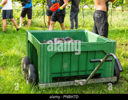 Caisse de raisins récoltés et rangées de vignes au cours de la vendange dans le Tyrol du Sud/Trentin Haut Adige, Italie du nord Banque D'Images