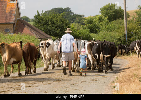 Une scène rurale d'un homme et d'enfant de sexe féminin en tenant le bas du bétail un chemin de campagne sur une journée ensoleillée au nord du Dorset England UK GO Banque D'Images