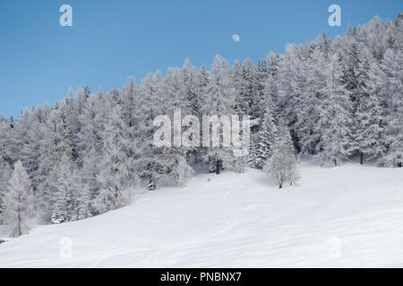 Lune sur une forêt de pins de montagne, journée avec un beau ciel bleu et une pente de ski Banque D'Images