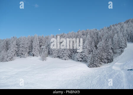 Lune sur une forêt de pins de montagne, journée avec un beau ciel bleu et une pente de ski Banque D'Images