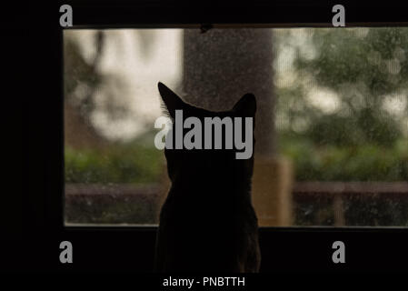 Silhouette de chat par fenêtre sur jour de pluie Banque D'Images