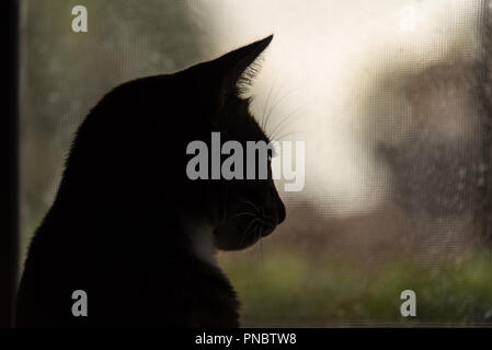 Silhouette de chat par fenêtre sur jour de pluie Banque D'Images