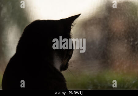 Silhouette de chat par fenêtre sur jour de pluie Banque D'Images