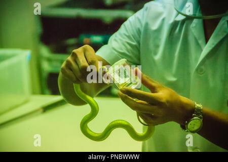Pit Viper vert traite (Trimeresurus) serpent venin de serpent Sérum antidote à produire Banque D'Images
