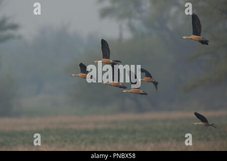 Canards - au sifflement d'oiseaux de Bharatpur (Rajasthan - Inde) Banque D'Images