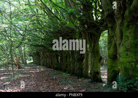 Un groupe d'arbre fruitier ancien stand dans une ligne pour passer une frontière marqueur dans un ancien verger à Sawbridgeworth. Banque D'Images