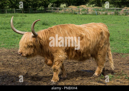 Highland cattle, ou Bos taurus, dans un champ près de la rivière Stort en Hertfordshire, très encore dans leur manteau épais dans la chaleur de l'été. Banque D'Images
