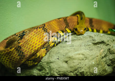 À dents de chien cat-eye (Boiga cynodon) dans la ferme aux serpents. Boiga cynodon, communément appelé le chien chat à dents de serpent, est une espèce nocturne de l'arrière-fang Banque D'Images