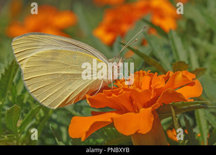 Close up of yellow butterfly feedinc sur nectar de fleurs de souci Banque D'Images
