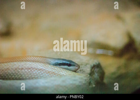 La beauté de Ridley, snake cave troglodyte, la couleuvre obscure Couleuvre agile (Orthriophis taeniurus ridleyi), est une espèce de serpents de la famille des Colubridae. Banque D'Images