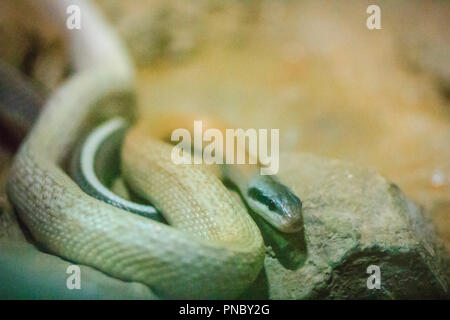 La beauté de Ridley, snake cave troglodyte, la couleuvre obscure Couleuvre agile (Orthriophis taeniurus ridleyi), est une espèce de serpents de la famille des Colubridae. Banque D'Images