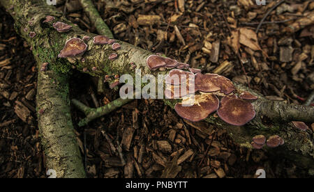 Biforme Trichaptum sur une branche d'arbre tombé. Banque D'Images