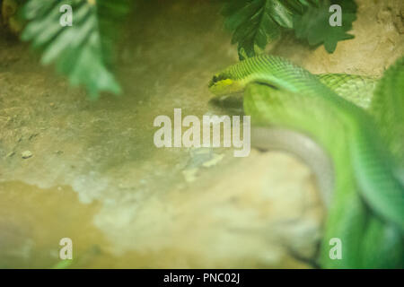 Couleuvre agile à queue rouge (Gonyosoma oxycephalum). C'est un serpent arboricole vert ayant un corps et une queue rouge-orange, également connu sous le nom de la couleuvre obscure et arboricole Banque D'Images