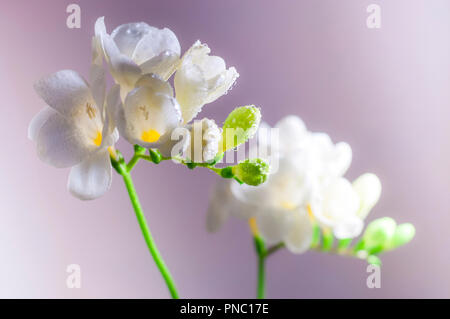 En Fleurs Fleurs de Freesia blanc avec de l'eau gouttes close-up Banque D'Images