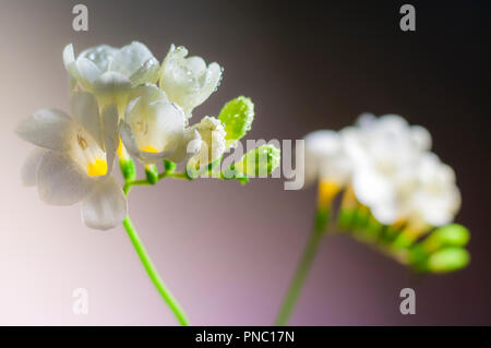 En Fleurs Fleurs de Freesia blanc avec de l'eau gouttes close-up Banque D'Images