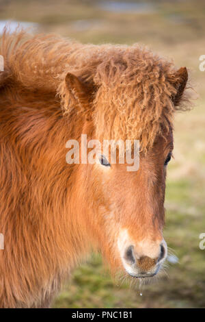Close-up portrait portrait Vue de côté mignon aux cheveux hirsutes poney islandais typique dans le sud de l'Islande Banque D'Images