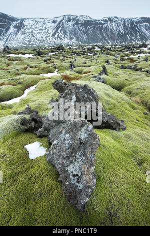 Champ de lave avec le lichen dans UNESCO géoparc de Reykjanes domaine de la diversité géologique et volcanique - activité géothermique. Mid-Atlantic Ridge, reykjan Banque D'Images