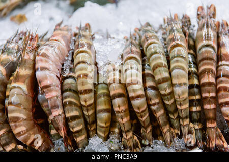 Penaeus monodon, crevette tigrée ou crevettes tigres asiatiques. Banque D'Images