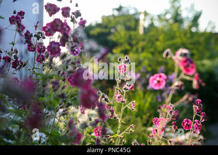 Geranium phaeum var. phaeum 'Samobor' en basse lumière printanière Banque D'Images