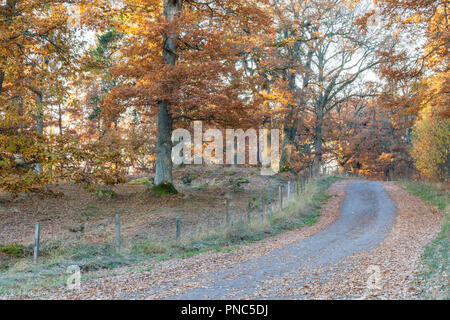 Route de campagne à travers la forêt de chêne en couleurs d'automne Banque D'Images