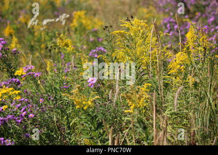 Magnifique champ de fleurs sauvages à la fin de l'été et au début de l'automne. Banque D'Images