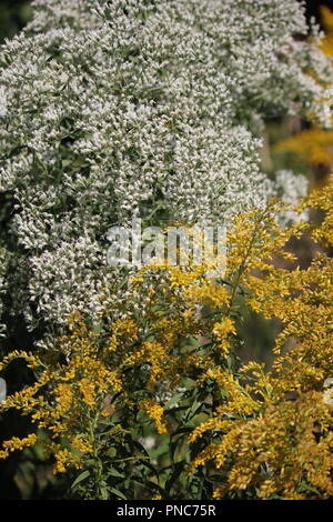 Beau champ de fleurs sauvages de cicely doux, Myrhis odorata, et de mugwort jaune à la fin de l'été et au début de l'automne. Banque D'Images