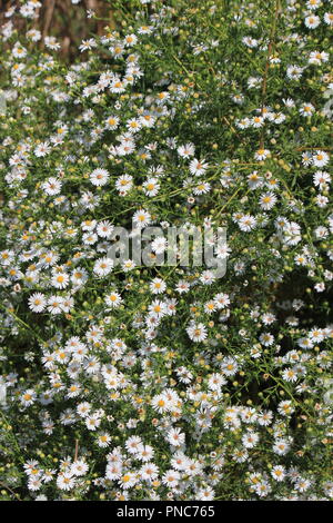 Magnifique champ de fleurs sauvages de Marguerite blanche à la fin de l'été et au début de l'automne. Banque D'Images