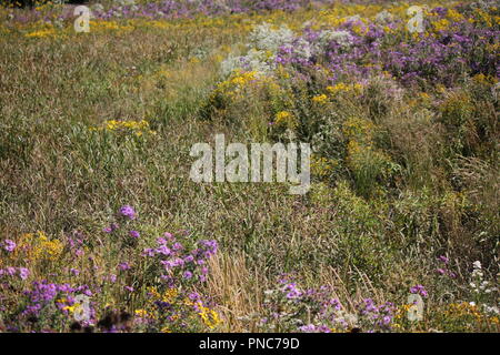 Magnifique champ de fleurs sauvages à la fin de l'été et au début de l'automne. Banque D'Images