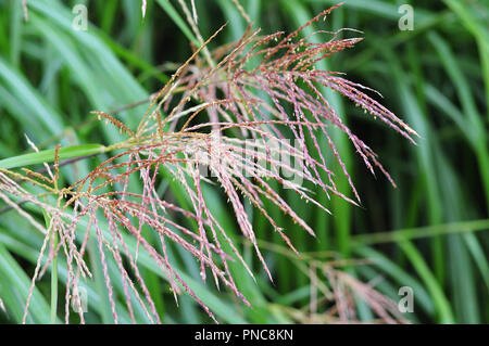 Floraison mauve argent chinois herbe, Miscanthus sinensis, dans un parc public Banque D'Images