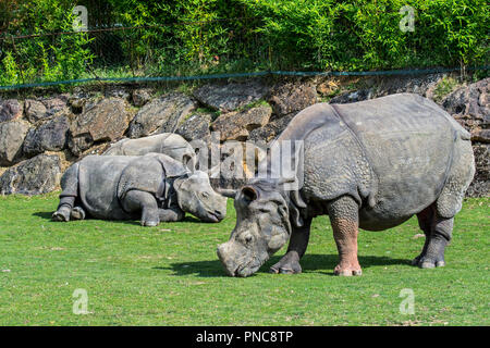 Le rhinocéros indien (Rhinoceros unicornis) avec de jeunes femmes au zoo zoologique ZooParc de Beauval, en France Banque D'Images