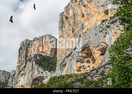 Deux vautours fauves (Gyps fulvus) voler dans les Gorges du Verdon / Gorges du Verdon canyon, Bouches-du-Rhône, Provence-Alpes-Côte d'Azur, Fra Banque D'Images