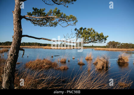 Pinus d'agences à la réserve naturelle des zones humides, Thursley, commun clair en hiver Banque D'Images