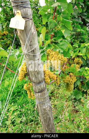 Le Riesling grapes growing dans un vignoble par le lac Seneca.Région des lacs Finger.New York.USA Banque D'Images